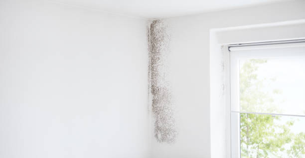 Mold Odor Removal Services in Mescal, AZ